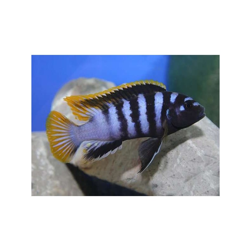 Labidochromis sp. mbamba - 3 - 4 cm