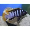 Labidochromis sp. mbamba - 3 - 4 cm