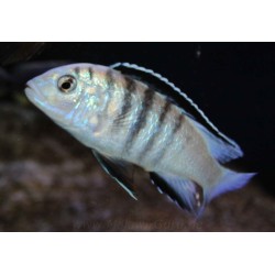 Labidochromis sp. nkali - 4 - 5 cm