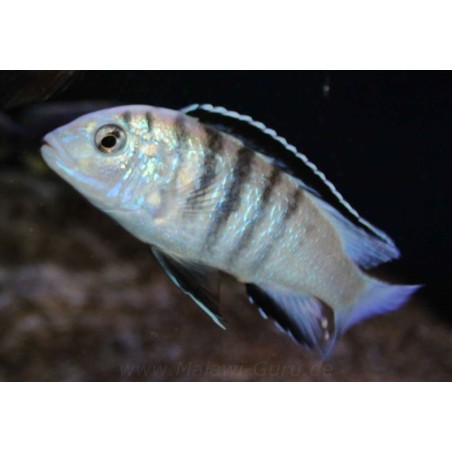 Labidochromis sp. nkali - 4 - 5 cm
