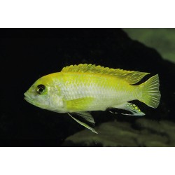 Labidochromis sp. perlmutt - 3.5 - 4 cm
