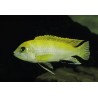 Labidochromis sp. perlmutt - 3.5 - 4 cm