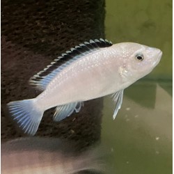 Labidochromis sp. white - 4 - 5 cm