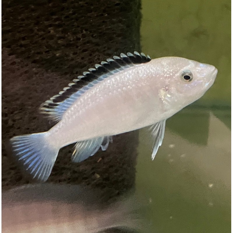 Labidochromis sp. white - 4 - 5 cm