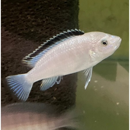 Labidochromis sp. white - 4 - 5 cm