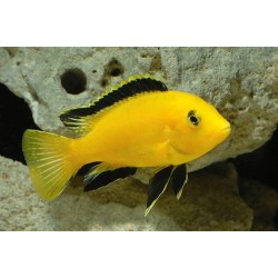 Labidochromis species yelow - 4 - 5 cm