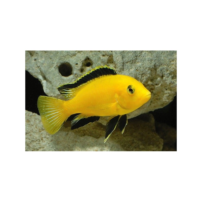Labidochromis species yelow - 4 - 5 cm