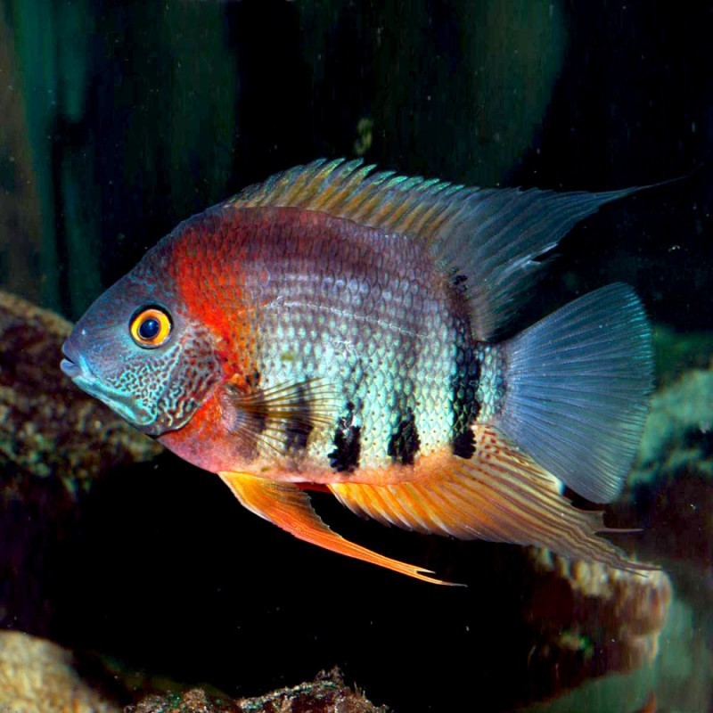 Heros rotkeil sp. - 7 - 9 cm