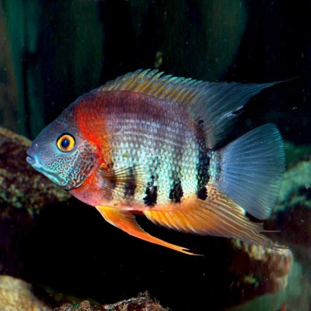 Heros rotkeil sp. - 7 - 9 cm