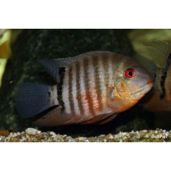 Heros severum - 4 - 5 cm