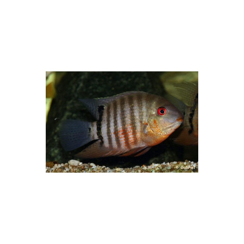 Heros severum - 4 - 5 cm