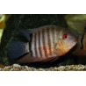 Heros severum - 4 - 5 cm
