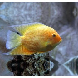 Heros severum gold - 2 - 2.5 cm