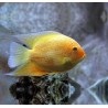 Heros severum gold - 2 - 2.5 cm