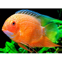 Heros severum red spot - 5 - 6 cm
