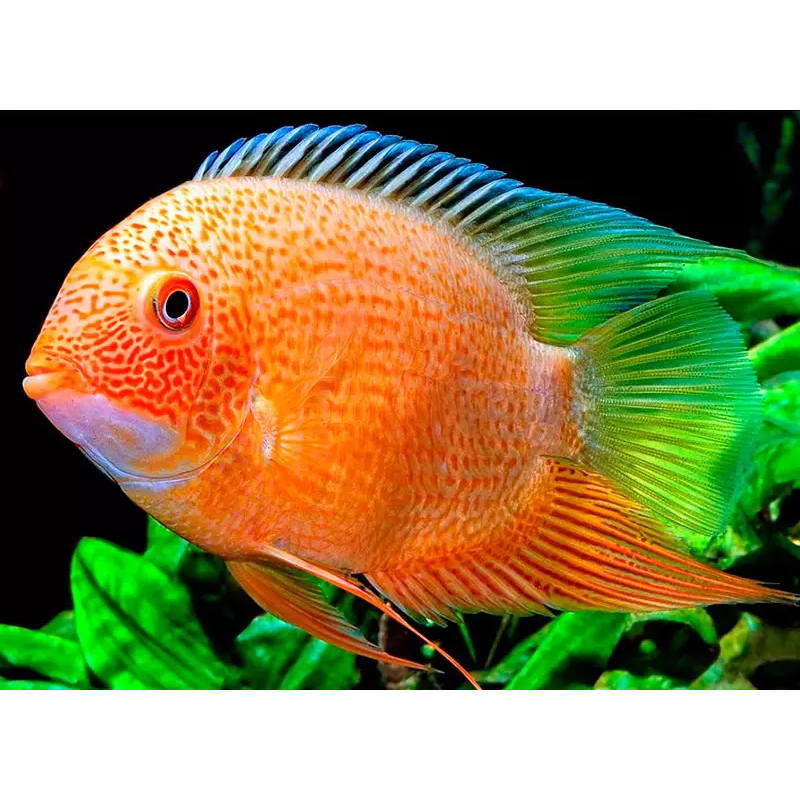Heros severum red spot - 5 - 6 cm