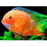 Heros severum red spot - 5 - 6 cm