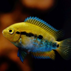 Herotilapia multispinosa - 4 - 5 cm
