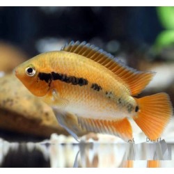 Herotilapia multispinosa orange - 4 - 5 cm