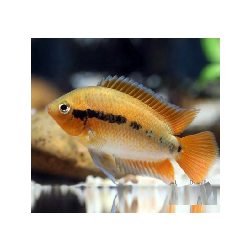 Herotilapia multispinosa orange - 4 - 5 cm