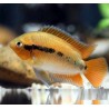 Herotilapia multispinosa orange - 4 - 5 cm