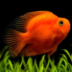 Hybrid blood parrot - 7 - 9 cm