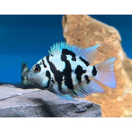 Parrot blue tiger - 5 - 6 cm