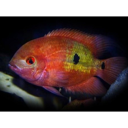 Hypselacara temporale crassa - XL