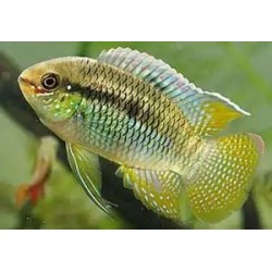 Laetacara aequidens curviceps - 3 - 3.5 cm