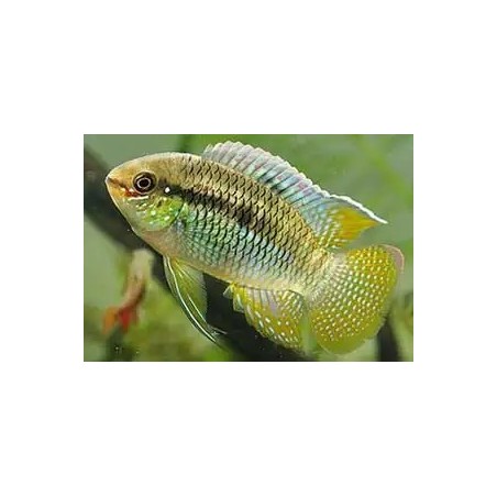 Laetacara aequidens curviceps - 3 - 3.5 cm