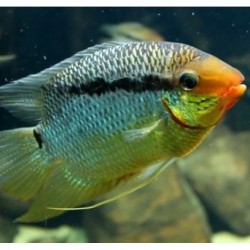 Mesonauta insignis - 6 - 7 cm