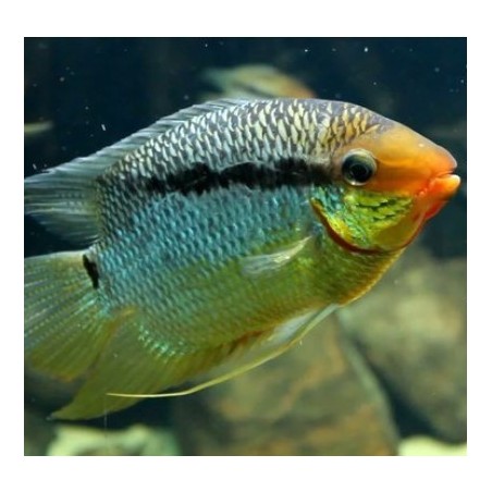 Mesonauta insignis - 6 - 7 cm