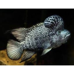Nandopsis haitiensis - 3 - 4 cm