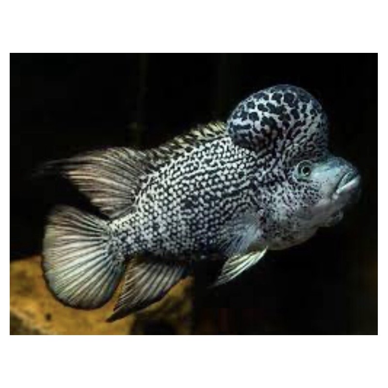 Nandopsis haitiensis - 3 - 4 cm