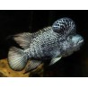 Nandopsis haitiensis - 3 - 4 cm