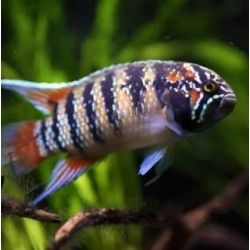 Nannacara adoketa - 3 - 4 cm