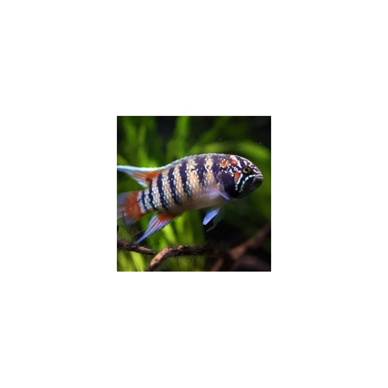 Nannacara adoketa - 3 - 4 cm