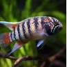 Nannacara adoketa - 3 - 4 cm