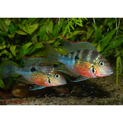 Thorichthys ellioti - 4 - 5 cm