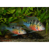 Thorichthys ellioti - 4 - 5 cm