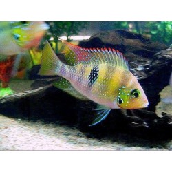 Thorichthys helleri - 3 - 4 cm