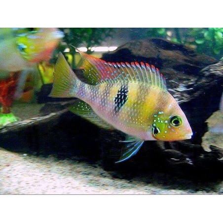 Thorichthys helleri - 3 - 4 cm