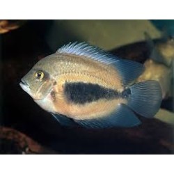 Uaru amphiacanthoides - 2 - 2.5 cm