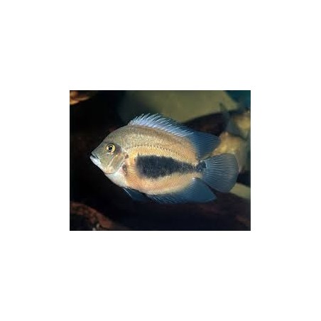 Uaru amphiacanthoides - 2 - 2.5 cm