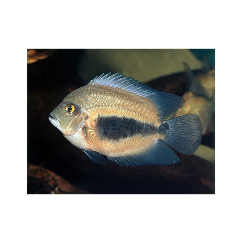Uaru amphiacanthoides - 3 - 5 cm