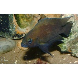Variabilichromis moorii - 4 - 5 cm
