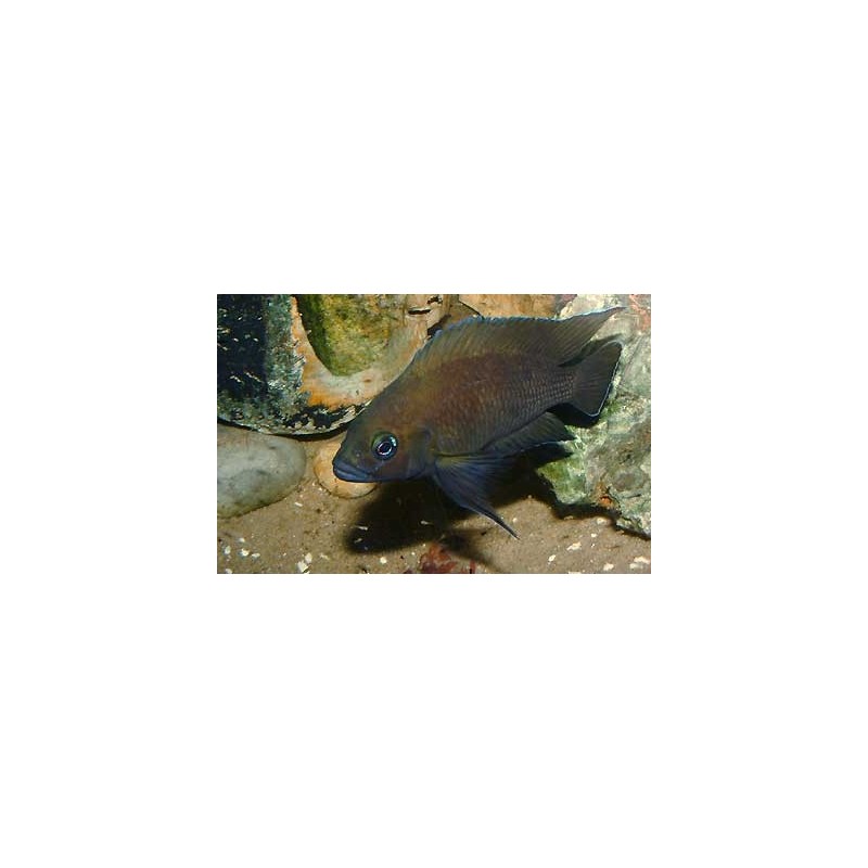 Variabilichromis moorii - 4 - 5 cm