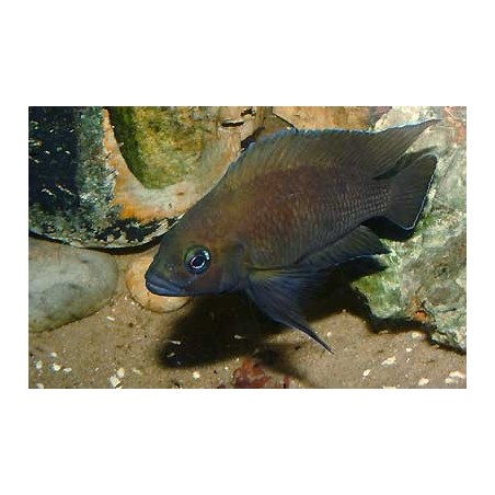 Variabilichromis moorii - 4 - 5 cm
