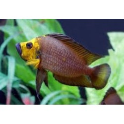 Altolamprologus compressiceps gold head kantalamba - 3 - 4 cm