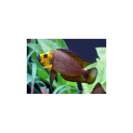 Altolamprologus compressiceps gold head kantalamba - 3 - 4 cm